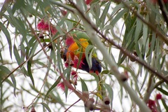 Trichoglossus moluccanus