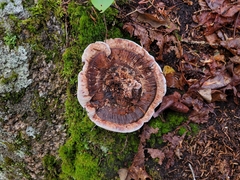 Hydnellum concrescens