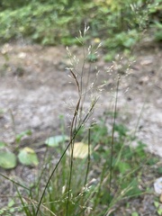 Poa nemoralis