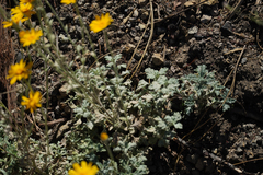 Eriophyllum lanatum