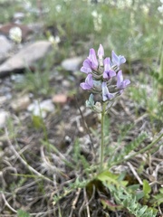 Oxytropis borealis