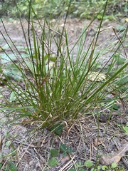 Poa nemoralis