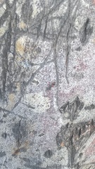 Pseudomyrmex gracilis