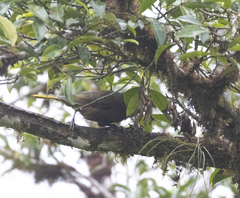 Psarocolius atrovirens