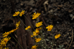 Eriophyllum lanatum