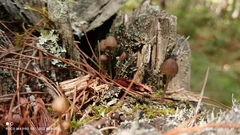 Mycena purpureofusca