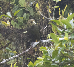 Psarocolius atrovirens