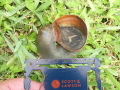 Pomacea maculata