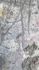 Pseudomyrmex gracilis