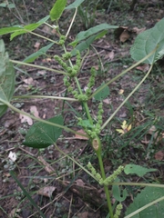 Neolasioptera boehmeriae