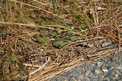 Eriogonum nudum