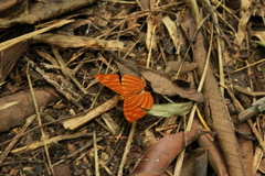 Chersonesia intermedia