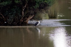 Microcarbo melanoleucos