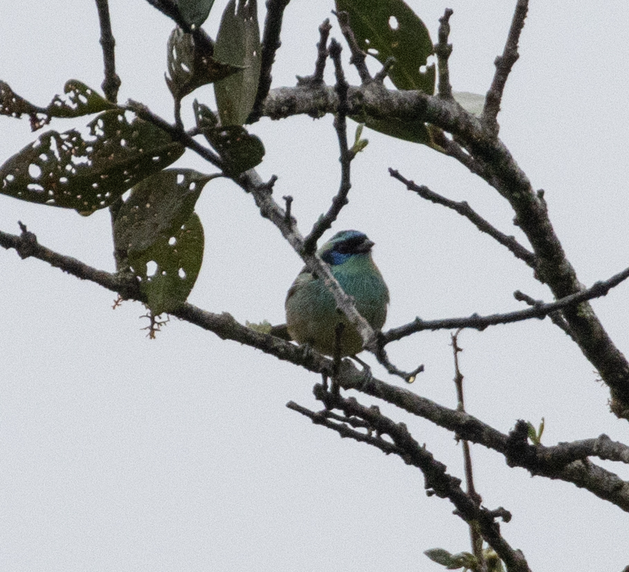 Blue-browed Tanager