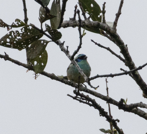 Blue-browed Tanager