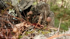 Mycena purpureofusca
