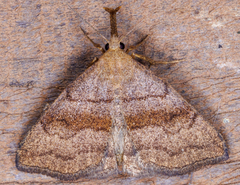 Phalaenostola metonalis