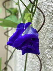 Clitoria ternatea