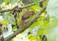 Anabacerthia striaticollis