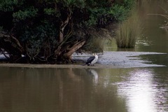 Microcarbo melanoleucos