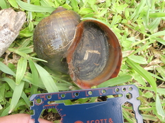 Pomacea maculata