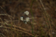 Eriogonum nudum