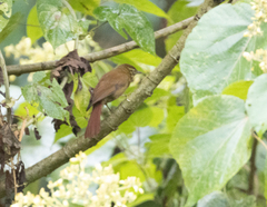 Anabacerthia striaticollis