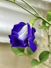 Clitoria ternatea