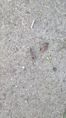 Pseudomyrmex gracilis