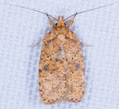 Agonopterix thelmae
