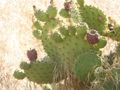 Opuntia oricola