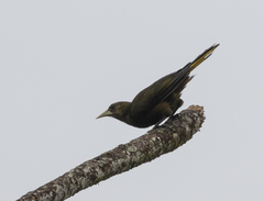 Psarocolius atrovirens