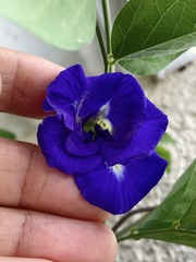 Clitoria ternatea