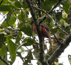 Trogon personatus