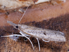 Fissicrambus mutabilis