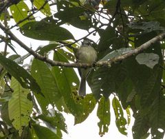 Mecocerculus hellmayri