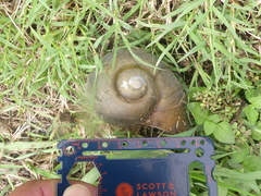 Pomacea maculata
