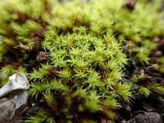 Pseudocrossidium crinitum