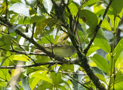 Mecocerculus hellmayri