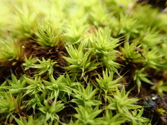 Pseudocrossidium crinitum