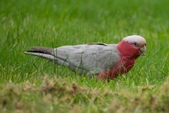 Eolophus roseicapilla