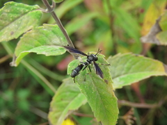 Physocephala tibialis