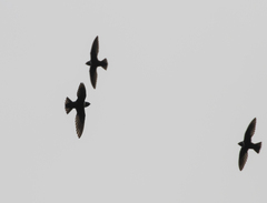 Streptoprocne zonaris