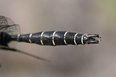 Somatochlora albicincta