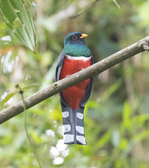 Trogon personatus