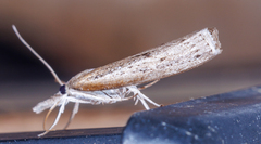 Fissicrambus mutabilis