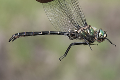 Somatochlora albicincta