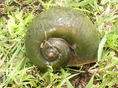 Pomacea maculata