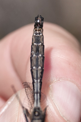 Somatochlora albicincta