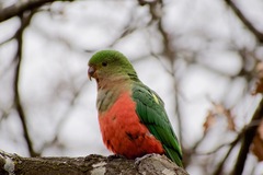 Alisterus scapularis